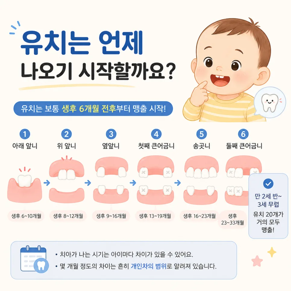 센트럴파크역 소아 치아 맹출 시기, 유치와 영구치 순서 안내 관련 사진 3