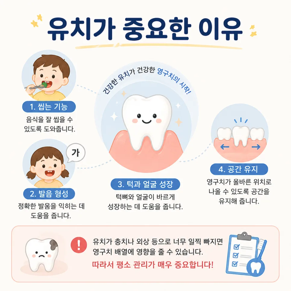센트럴파크역 소아 치아 맹출 시기, 유치와 영구치 순서 안내 관련 사진 4